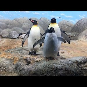 Meet your Posher, Connie